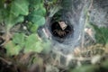 Spider in the web nest Royalty Free Stock Photo