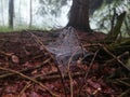 Spider web, spider net and pattern. Morning sun in a forest