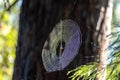 Spider web next to a hiking trail in Buderim, Queensland, Australia