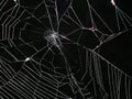 Spider Web at Night Texture Royalty Free Stock Photo