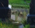 spider's web, Royalty Free Stock Photo