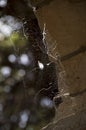 Spider web on an old brick wall