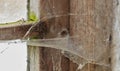 Spider web on an old dirty window in an abandoned home. Zoom in on wooden frame, texture and design of a messy timber Royalty Free Stock Photo