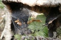 Spider web on an old stump Royalty Free Stock Photo
