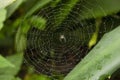 Spider with web orb against green background, Maharashtra, India Royalty Free Stock Photo