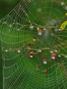 Spider web outlined in water drops after a rain Royalty Free Stock Photo