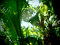 A spider in a web between palm trees Royalty Free Stock Photo