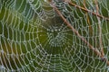 Spider web with pearly dew drops Royalty Free Stock Photo