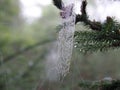 Spider Web Perfection Royalty Free Stock Photo