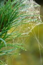 spider web on a pine branch in the autumn forest close up Royalty Free Stock Photo