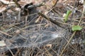 spider web in the pine forest, close-up of spider web Royalty Free Stock Photo