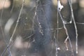 spider web in the pine forest, close-up of spider web Royalty Free Stock Photo