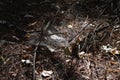 spider web in the pine forest, close-up of spider web Royalty Free Stock Photo