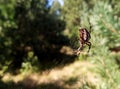 Spider on a web in a pine forest Royalty Free Stock Photo