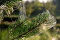 Spider web on the pine tree branch Royalty Free Stock Photo