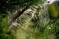 Spider web on the pine tree branch Royalty Free Stock Photo