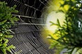 Spider web on pine tree close-up Royalty Free Stock Photo