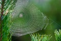 A spider web in a pine tree during dawn with early morning dew Royalty Free Stock Photo