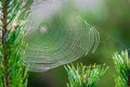 A spider web in a pine tree during dawn with early morning dew Royalty Free Stock Photo