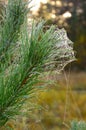 spider web on the pine tree in the morning dew drops Royalty Free Stock Photo