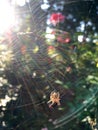 Spider on web