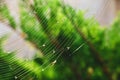 Spider web with preys in it Royalty Free Stock Photo