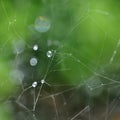 Spider web and rain drops