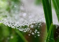 Spider web with rain drops.