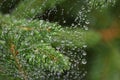 Spider Web and Rain Drops