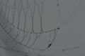 Spider Web in raindrops against a background of morning mist Royalty Free Stock Photo