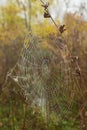 Spider web with raindrops on the background of an autumn forest. Dewdrops on the web in the morning in the forest. Royalty Free Stock Photo