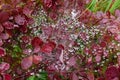 Spider web and raindrops on a garden plant with red leaves Royalty Free Stock Photo