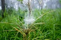 Spider web in the rainny day Royalty Free Stock Photo