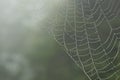 Spider Web with Rainy Drops