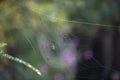 Spider in a web ready to catch insects with detail of cobweb in morning light