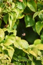 Spider in a web ready to catch insects with detail of cobweb in morning light