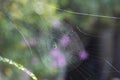 Spider in a web ready to catch insects with detail of cobweb in morning light