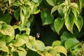 Spider in a web ready to catch insects with detail of cobweb in morning light