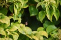 Spider in a web ready to catch insects with detail of cobweb in morning light