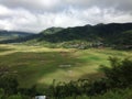 Spider Web Rice Field Royalty Free Stock Photo