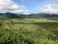 Spider Web Rice Field Royalty Free Stock Photo