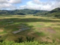 Spider Web Rice Field Royalty Free Stock Photo