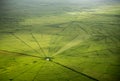 Spider web rice field in Ruteng. Royalty Free Stock Photo