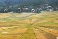 Land art with spider web rice paddy field