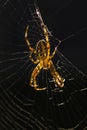 A spider in a web Royalty Free Stock Photo