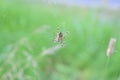 spider in a web in search of prey closeup Royalty Free Stock Photo