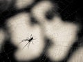 Spider and Web Silhouette Royalty Free Stock Photo