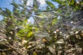 The spider web sparkles shimmers in the sun. Cobweb on bushes outdoors. Spider web on the bushes in summer Royalty Free Stock Photo