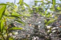 The spider web sparkles shimmers in the sun. Cobweb on bushes outdoors. Spider web on the bushes in summer Royalty Free Stock Photo