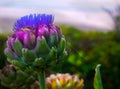 Spider web reflects sunlight on artichoke plant Royalty Free Stock Photo